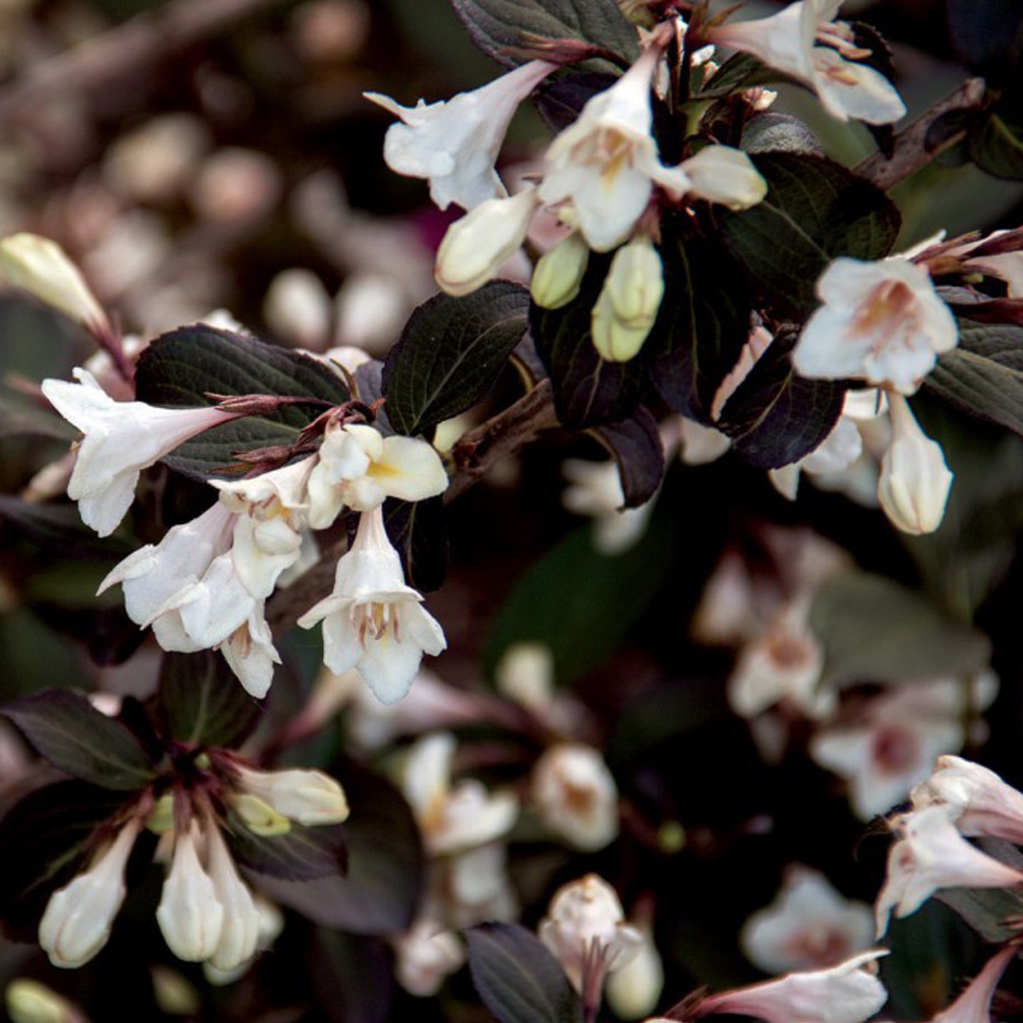 Tuxedoª Weigela 2 Gallon / 1 Plant