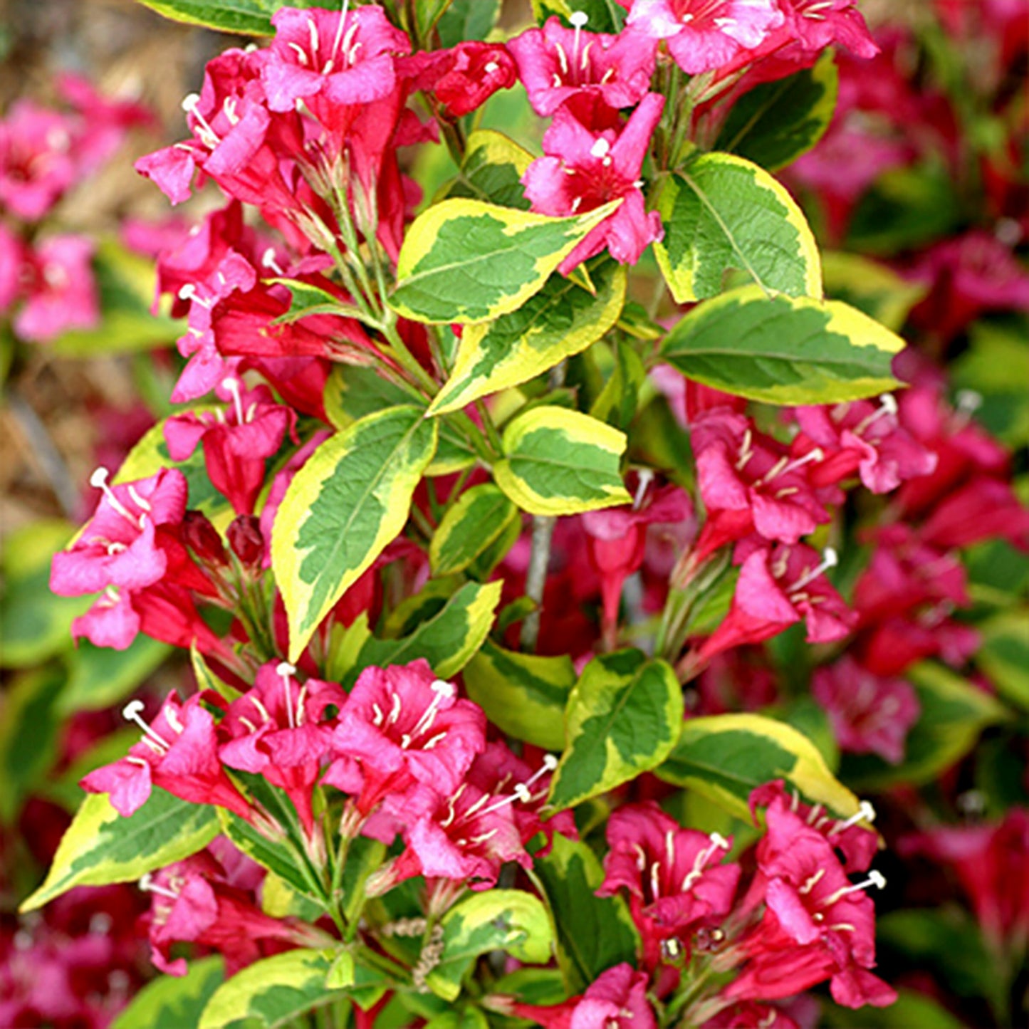 Weigela en dentelle française