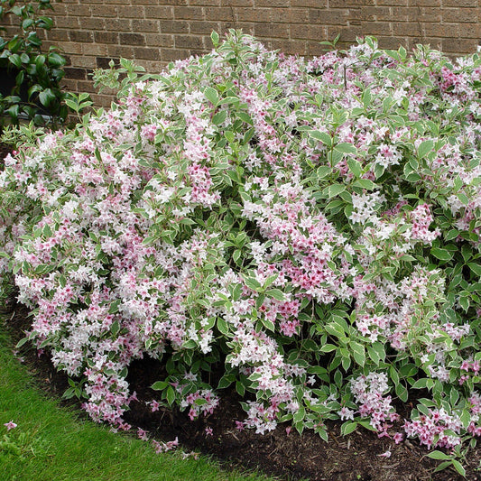 Weigela nain panaché