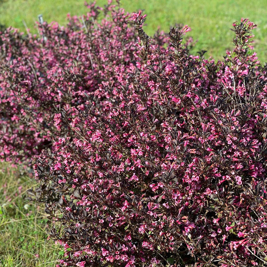 Very Fine Wine Weigela