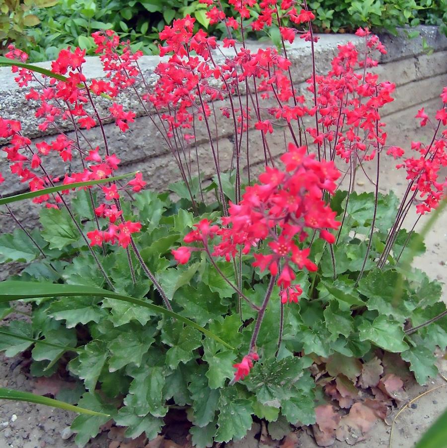 Firefly Coral Bells