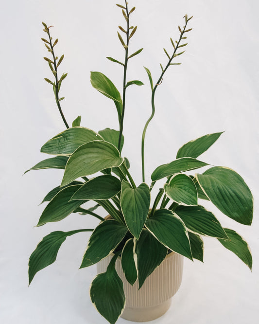Hosta Francee