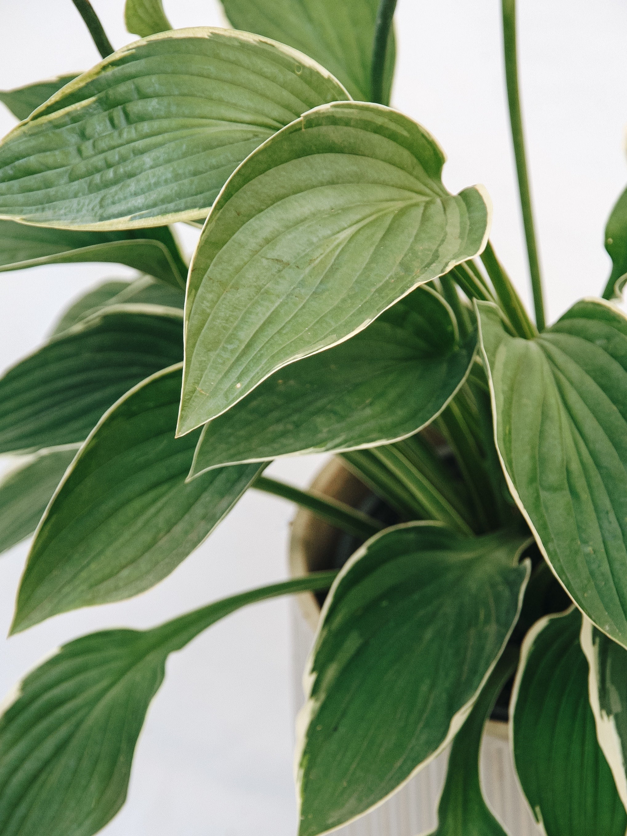 Hosta Francee