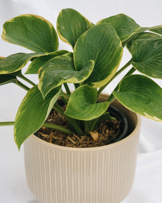 Hosta Frances Williams