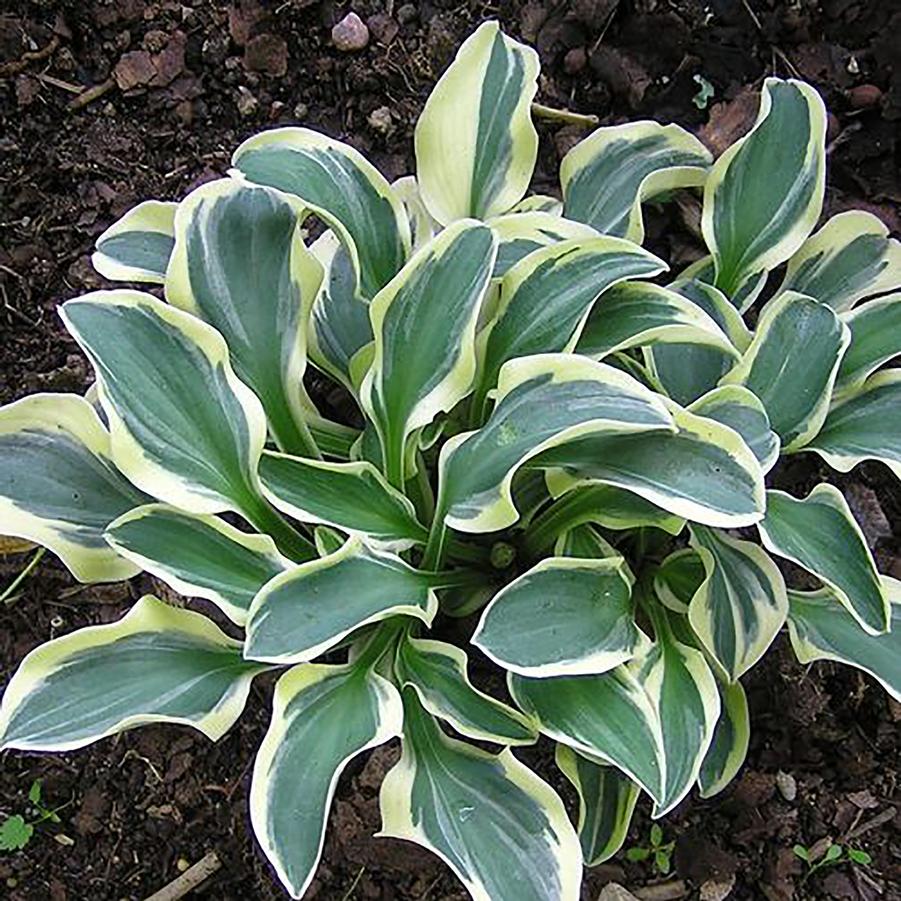 Funny Mouse Hosta
