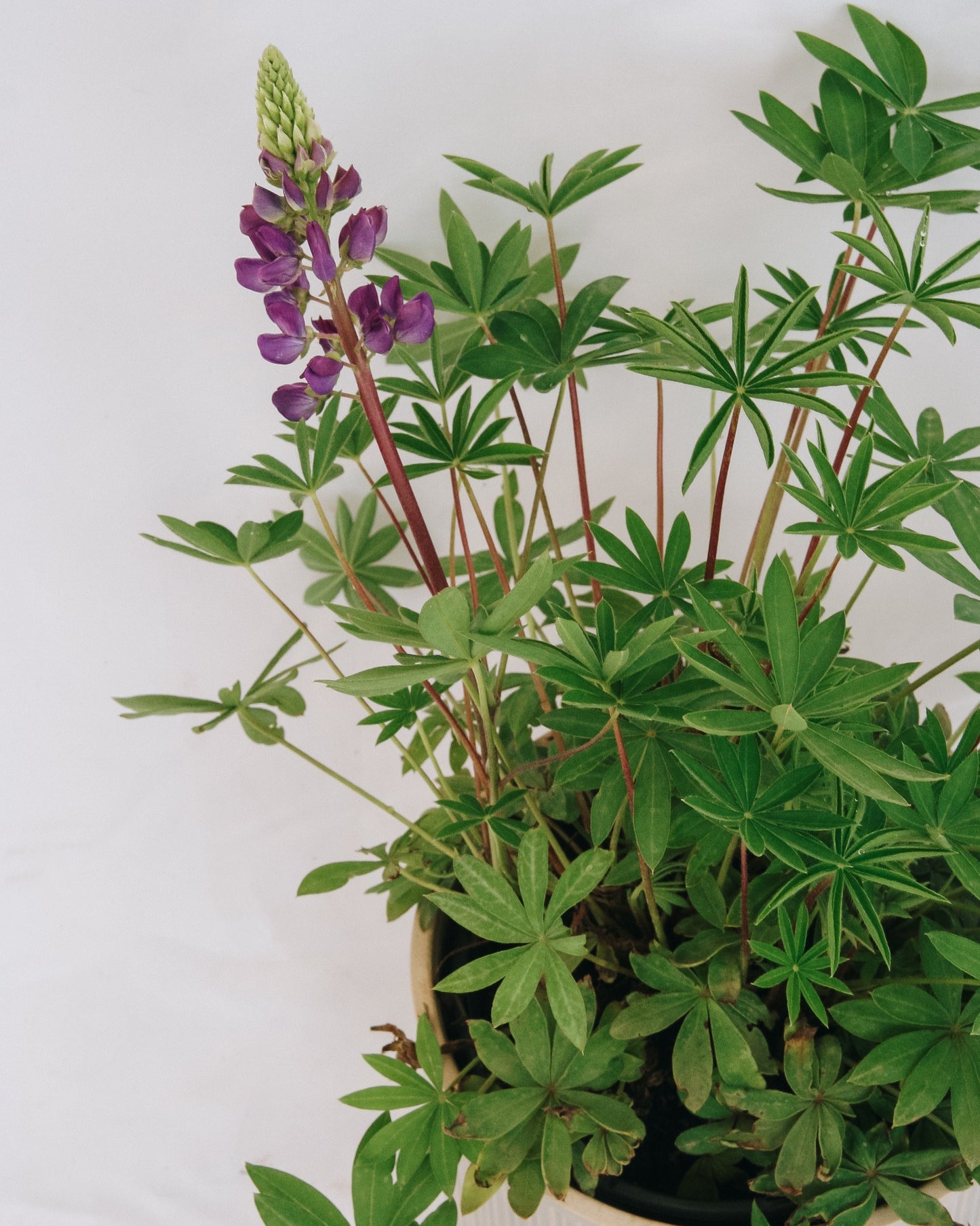 Gallery Blue Lupine