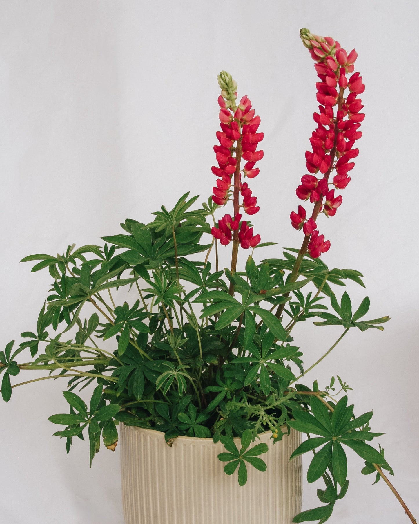 Galerie Lupin Rouge