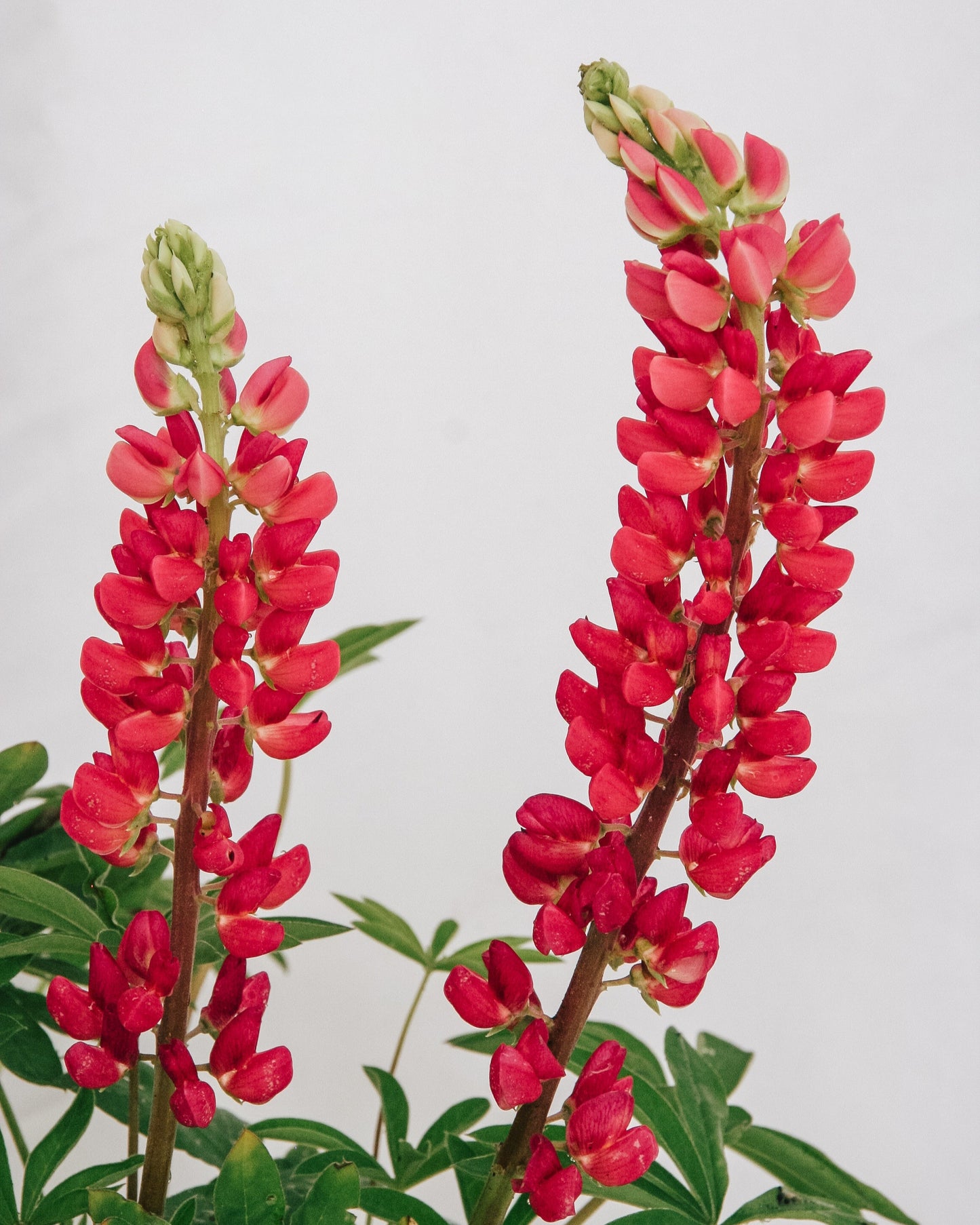 Galerie Lupin Rouge