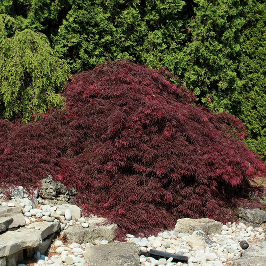 Garnet Laceleaf Japanese Maple