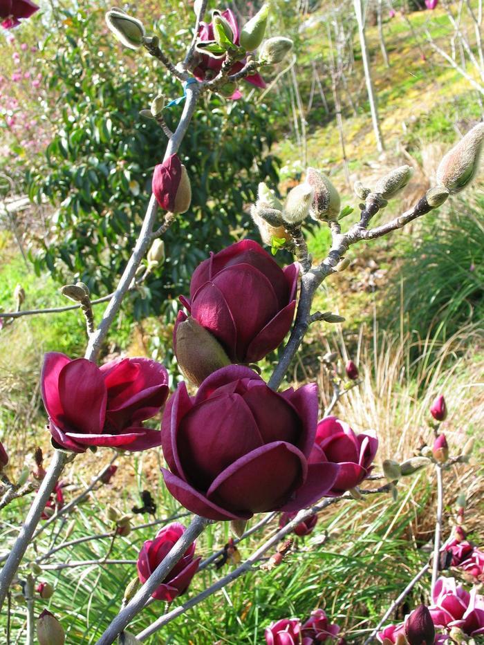 Genie Magnolia