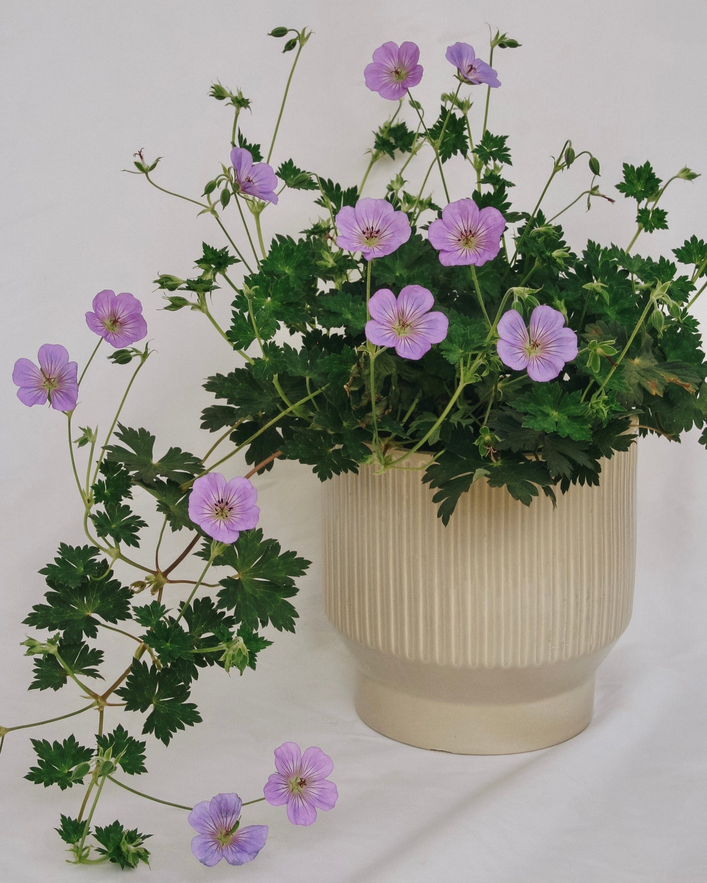 Azure Rush Cranesbill