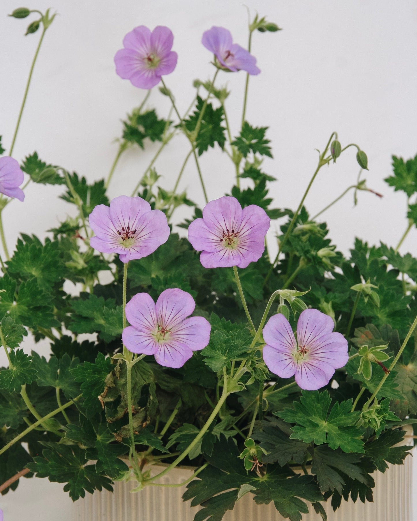 Azure Rush Cranesbill