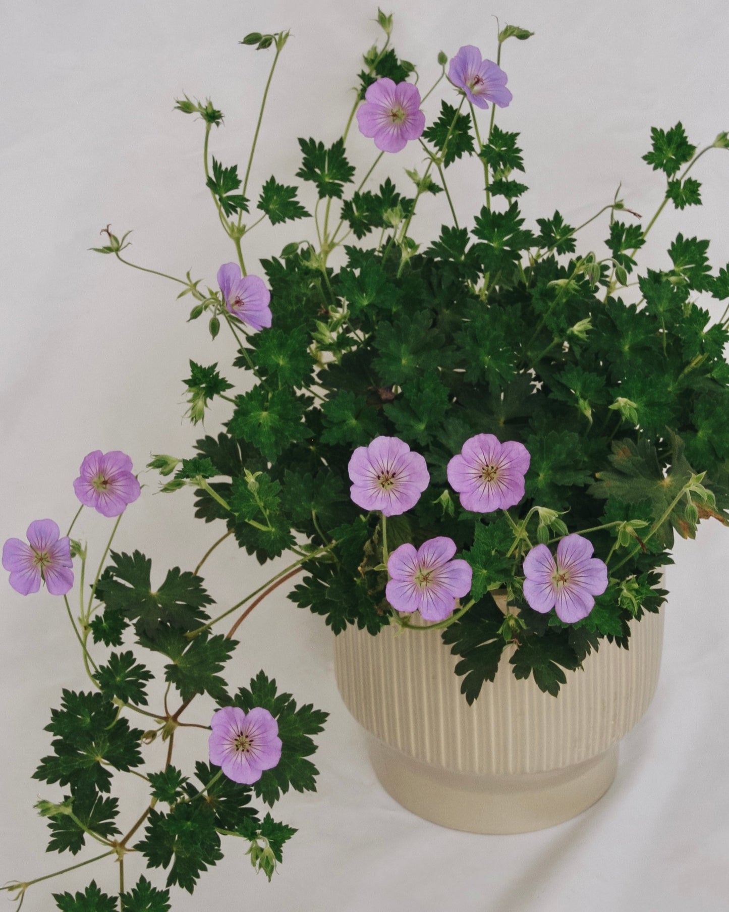 Azure Rush Cranesbill