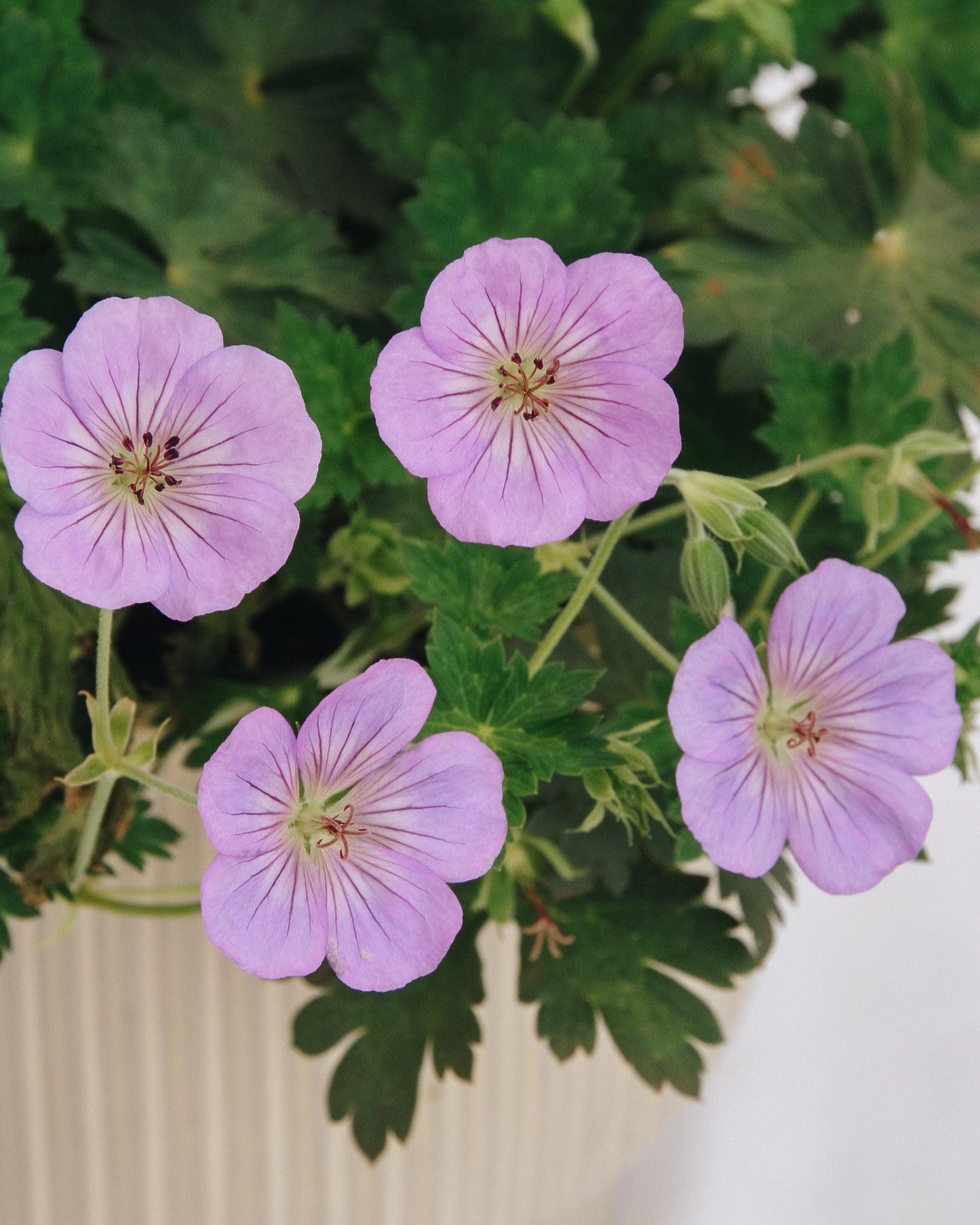 Azure Rush Cranesbill