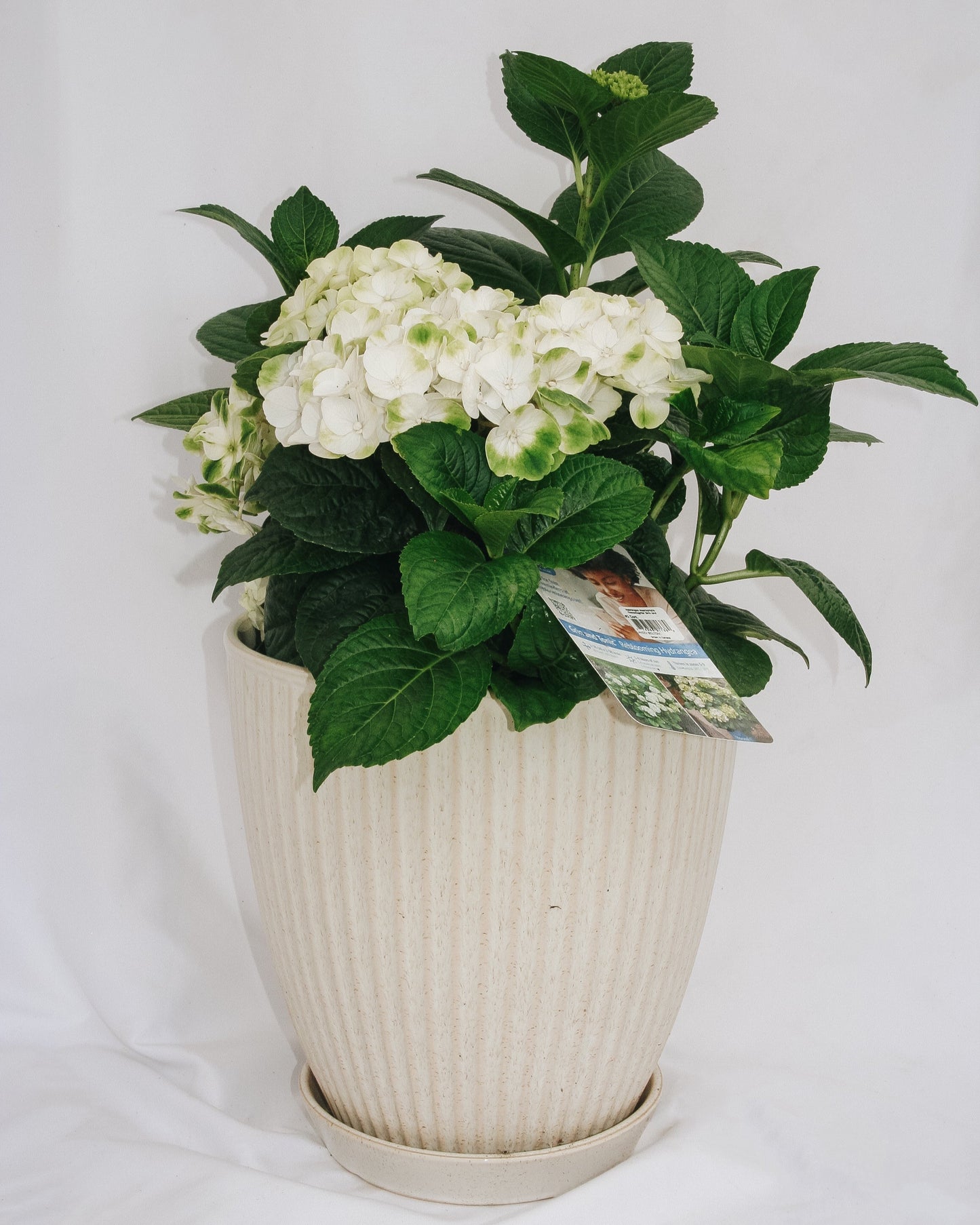 Grin and Tonic Hydrangea