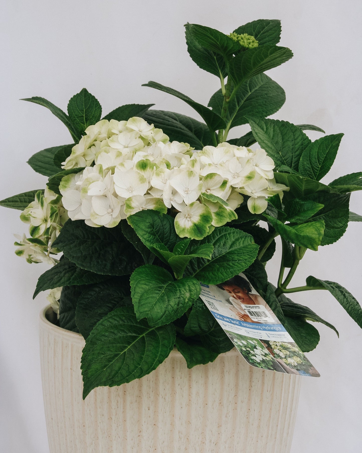 Grin and Tonic Hydrangea