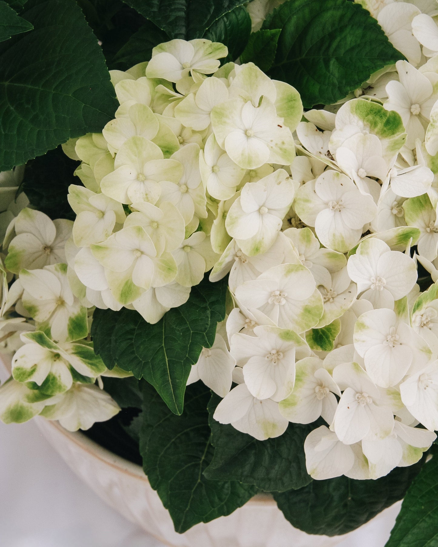 Grin and Tonic Hydrangea