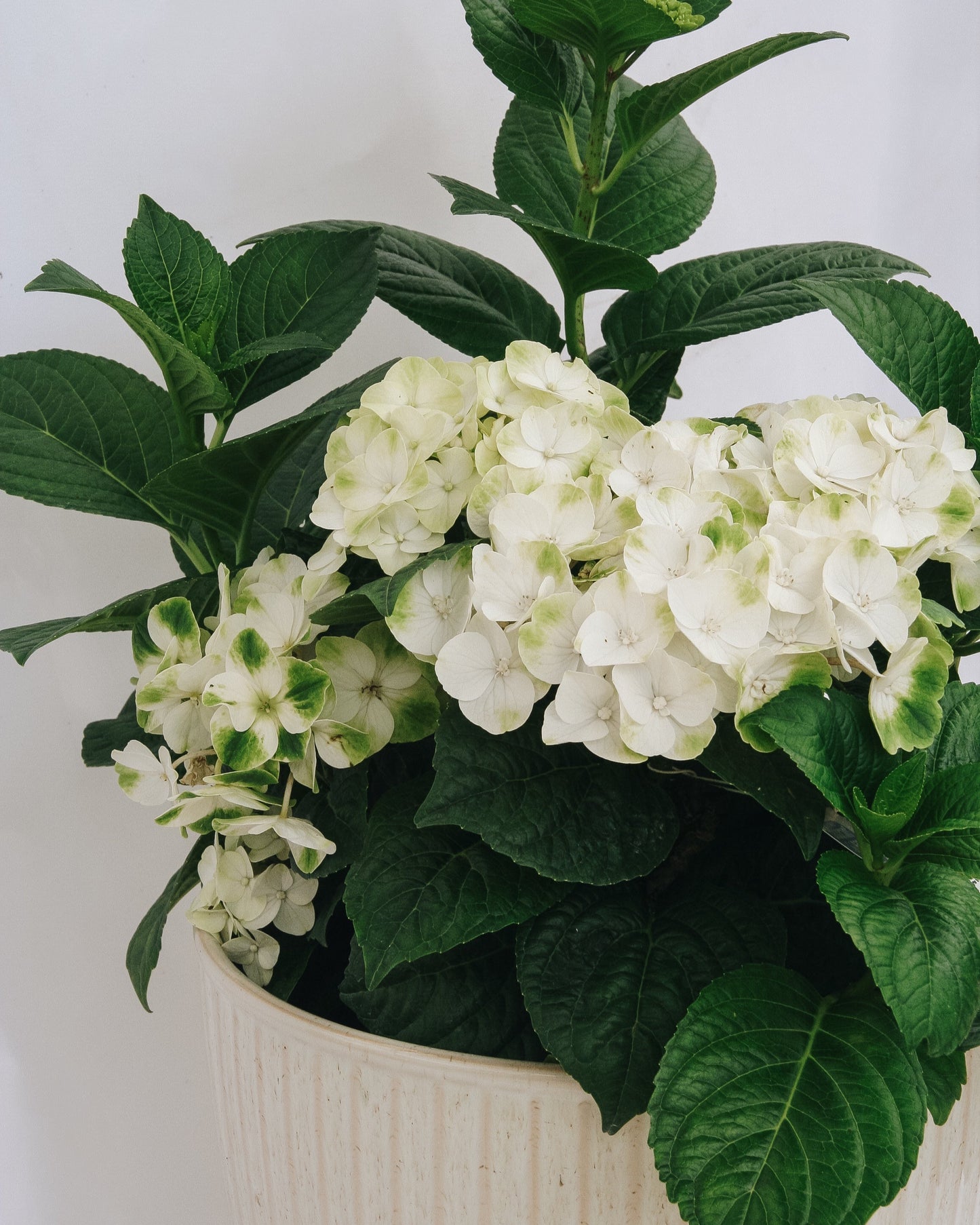 Grin and Tonic Hydrangea