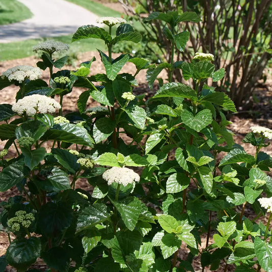 Glitters & Glows Arrowwood Viburnum