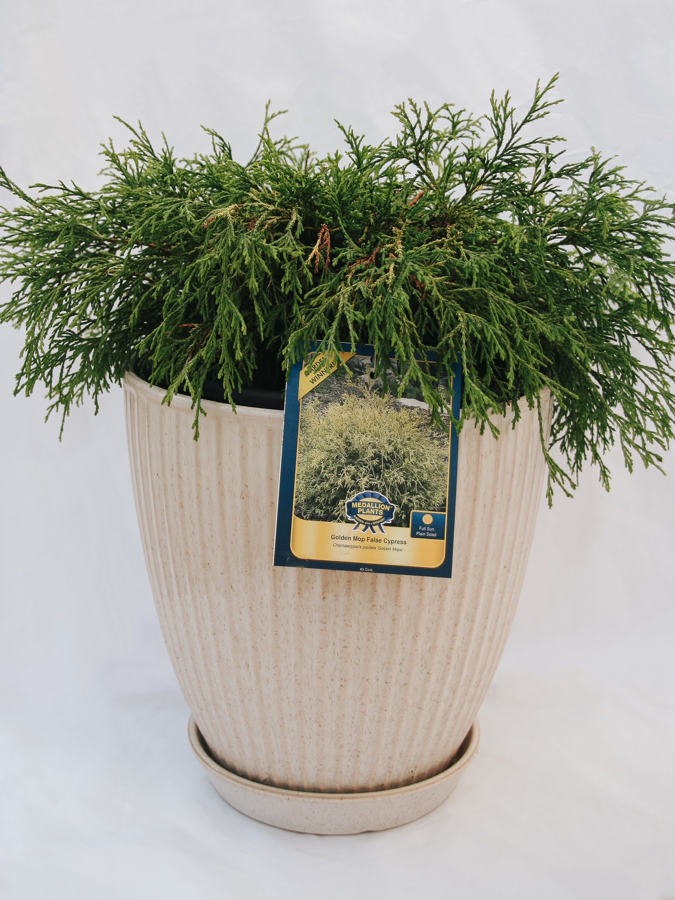 Golden Mops False Cypress