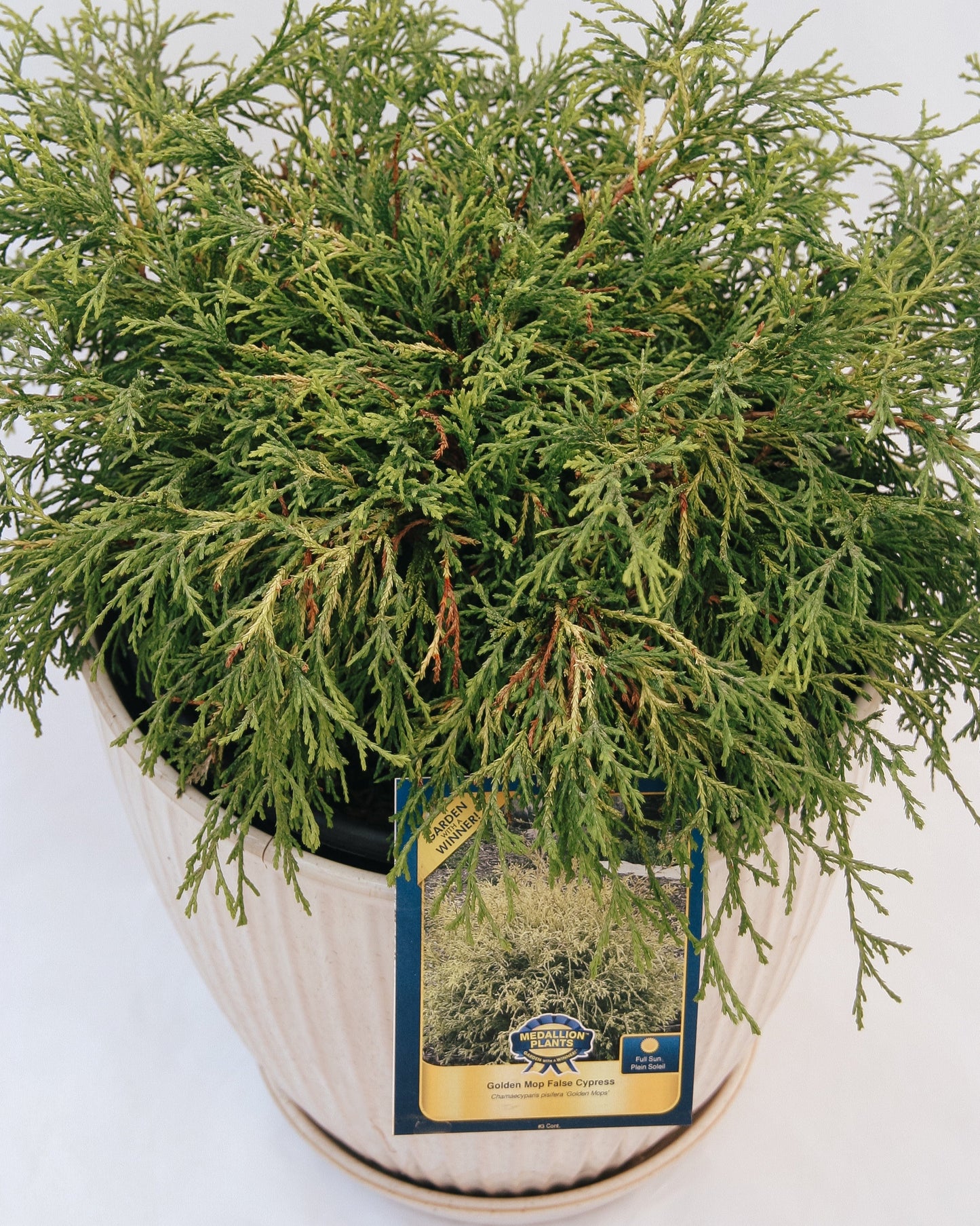 Golden Mops False Cypress