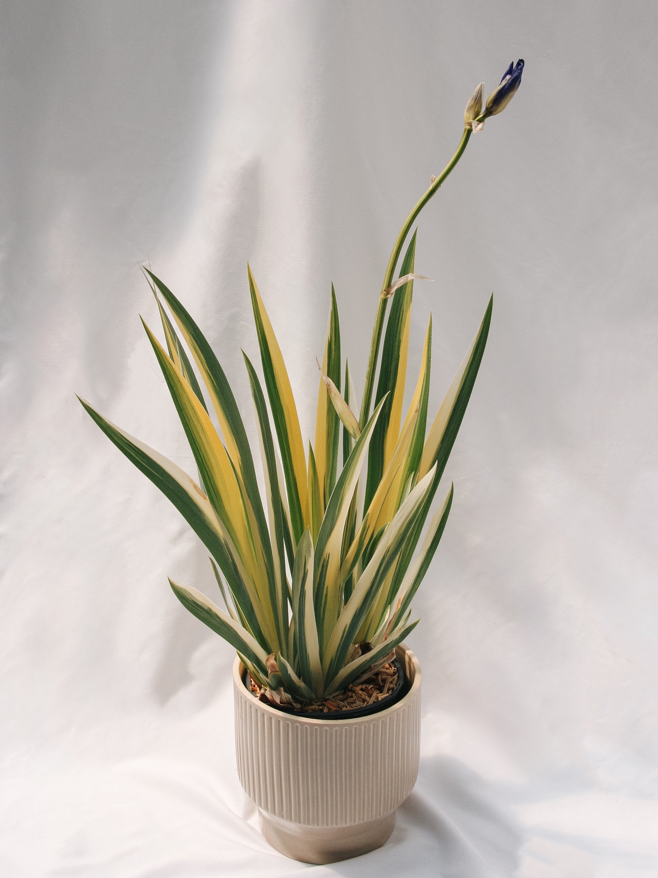 Iris de Virginie panaché doré