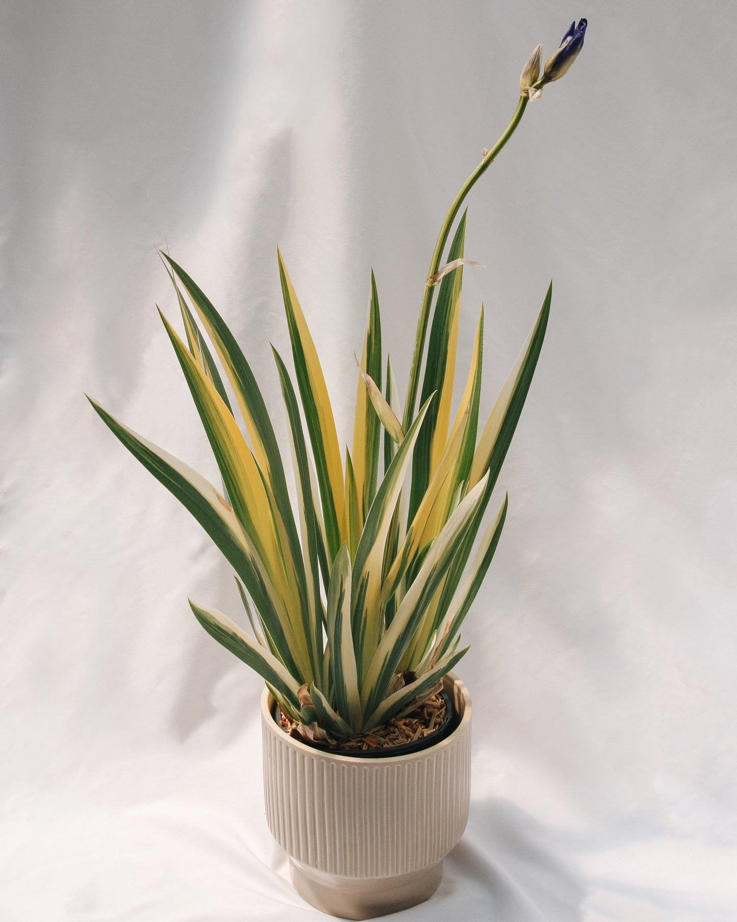 Iris de Virginie panaché doré
