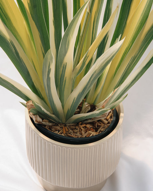 Golden Variegated Sweet Iris