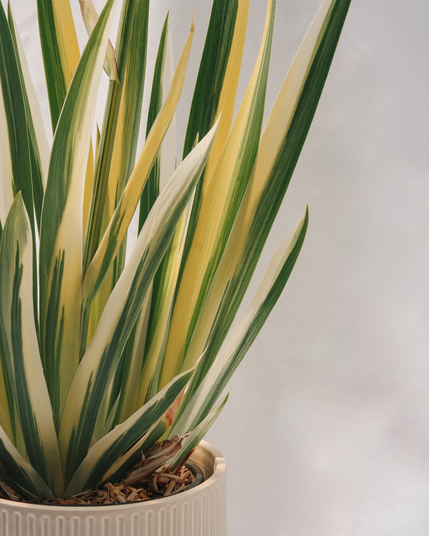 Iris de Virginie panaché doré