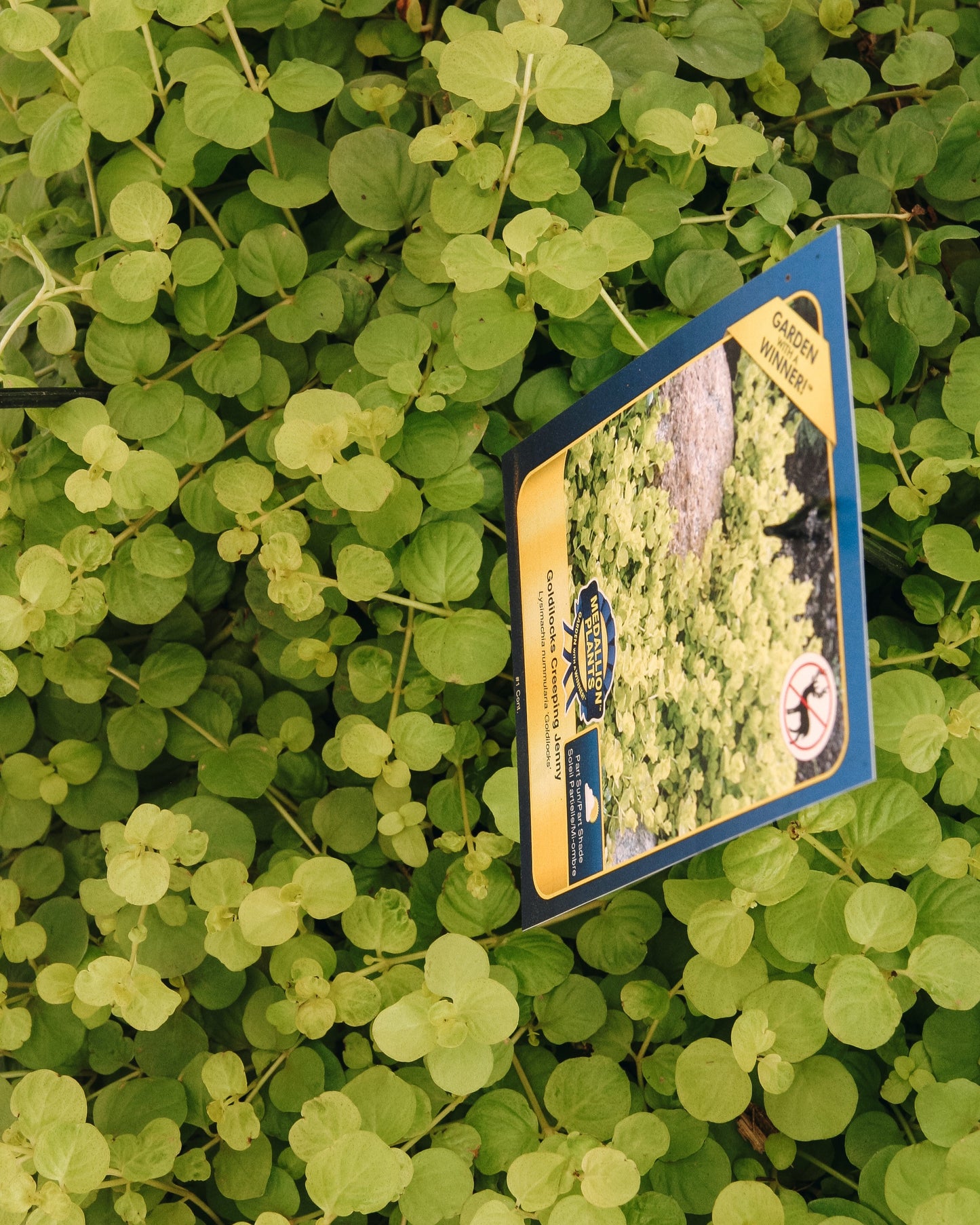 Creeping Jenny 'Goldilocks'