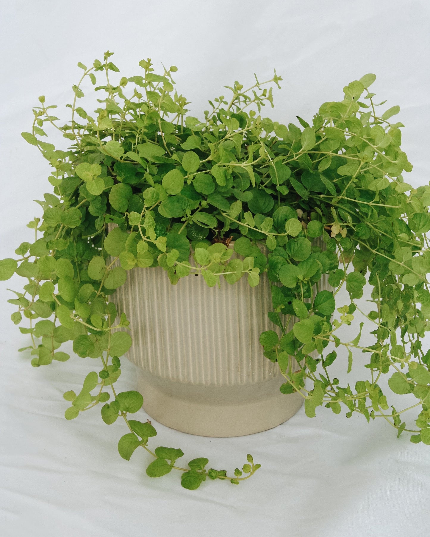 Creeping Jenny 'Goldilocks'