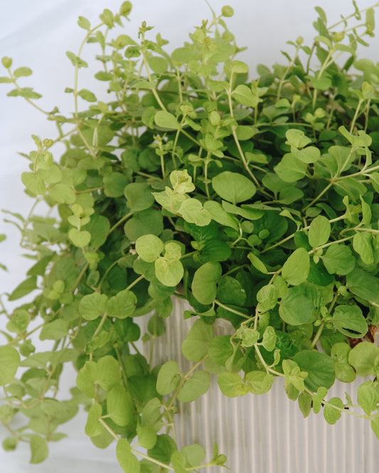 Goldilocks Creeping Jenny