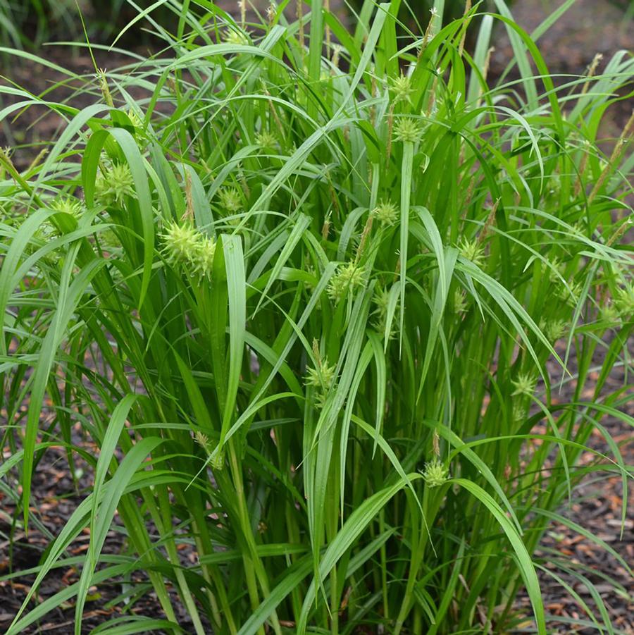 Carex de Gray