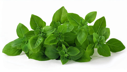 Greek Basil Basil