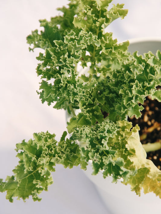 Green Kale