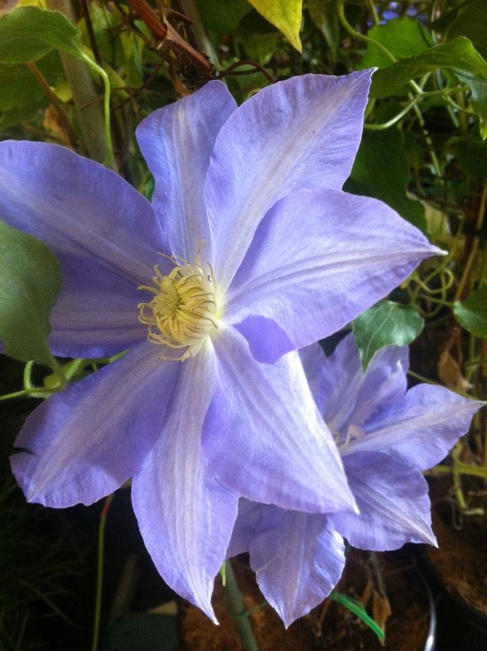 H.F. Young Clematis