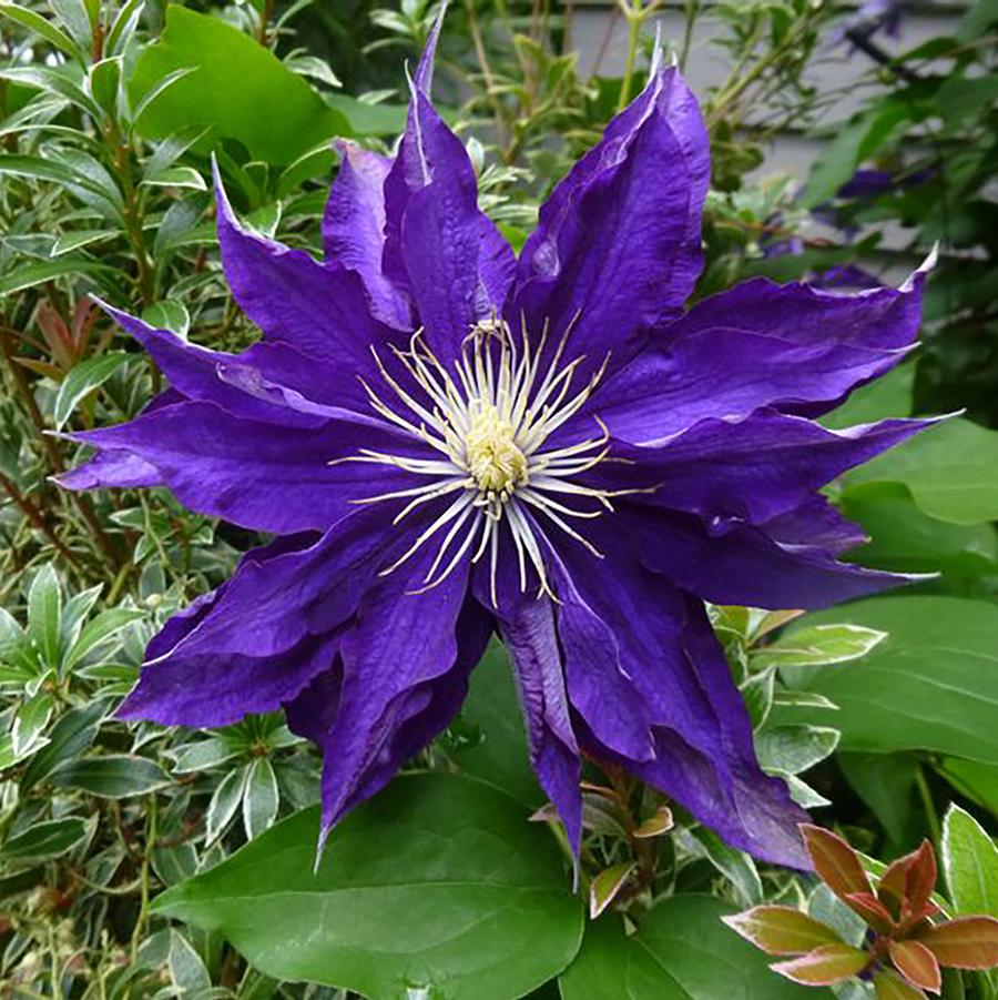 Haku Ookan Clematis