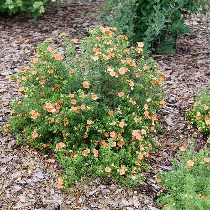 Happy Face Orange Potentilla