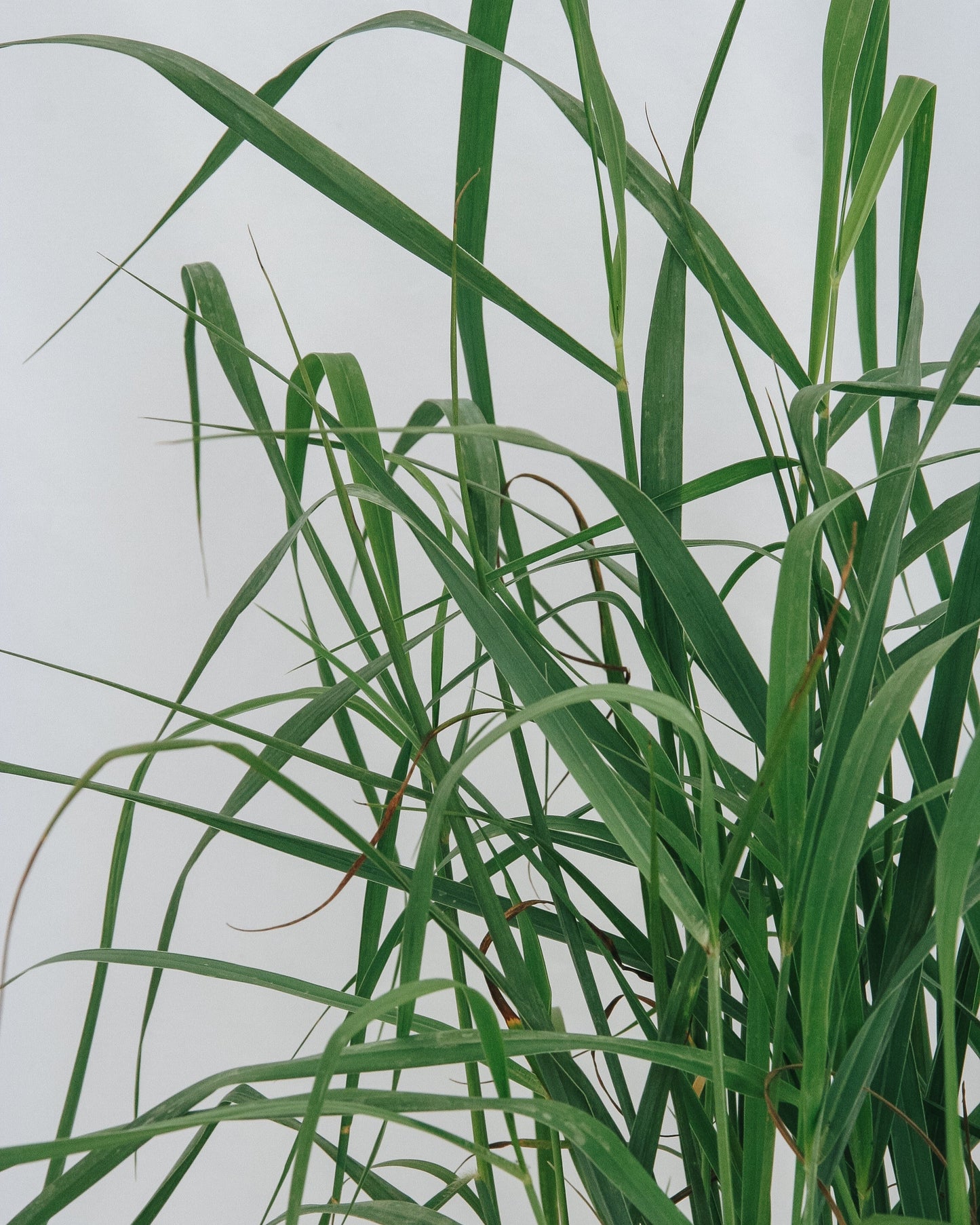 Heavy Metal Switchgrass