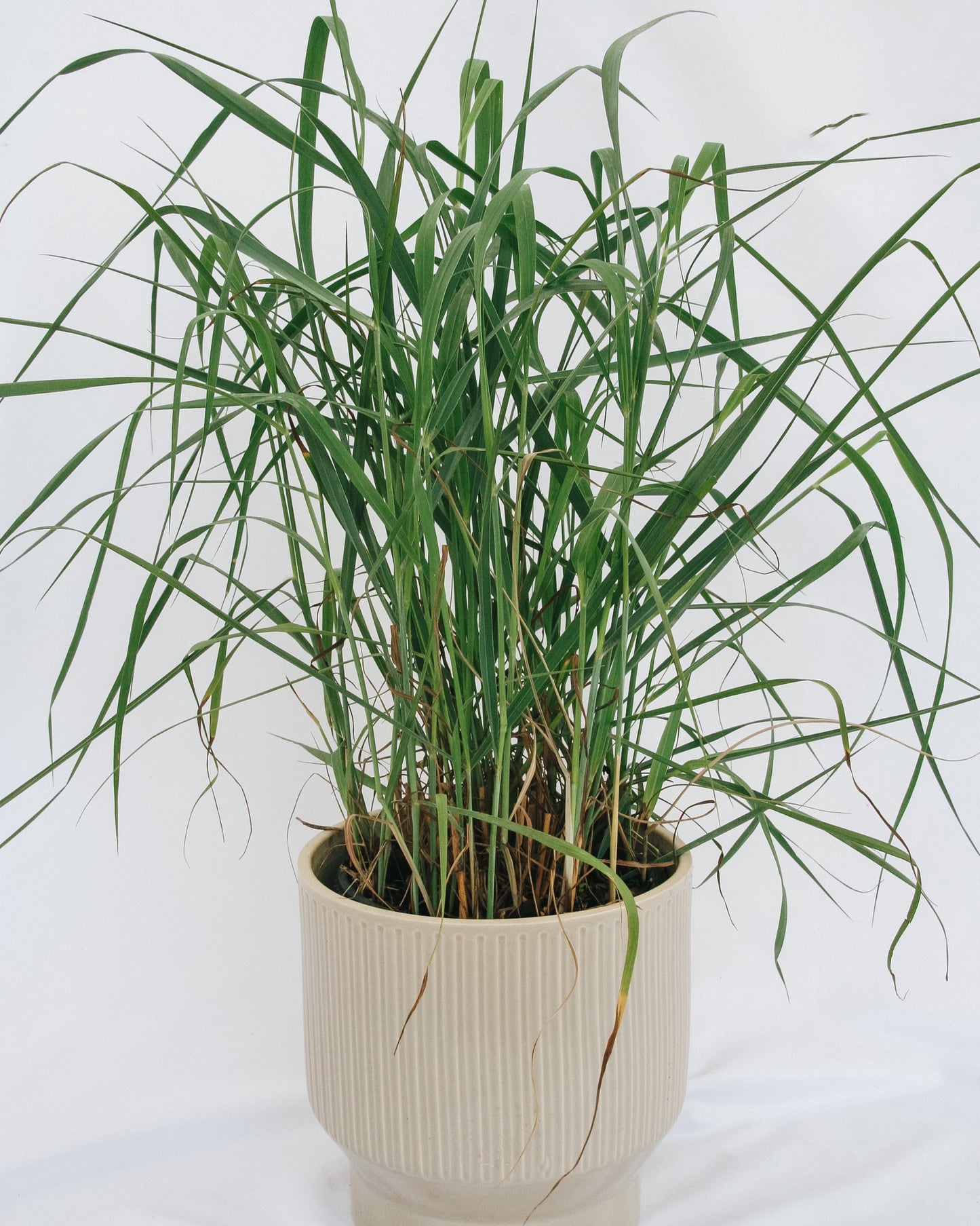 Heavy Metal Switchgrass