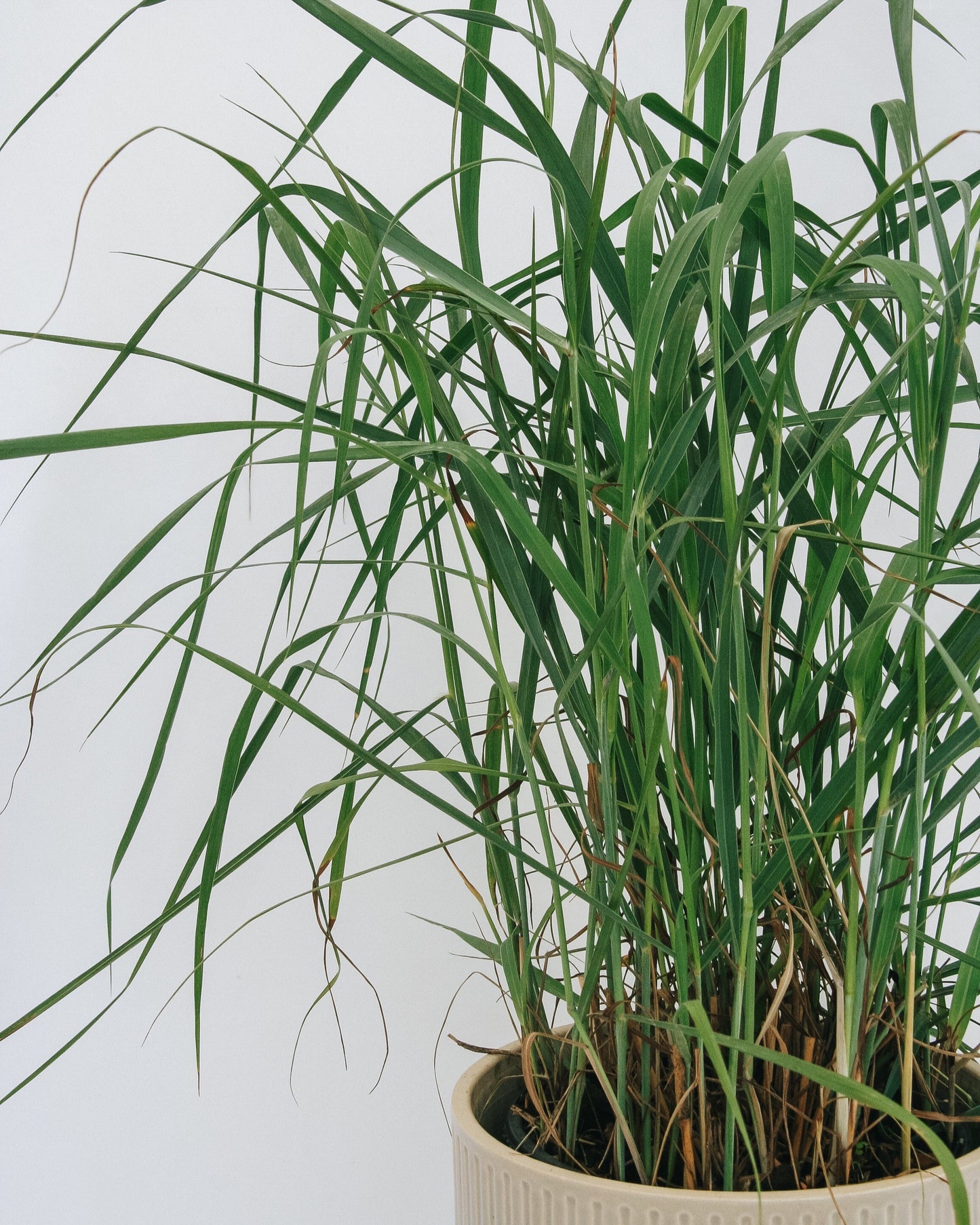 Heavy Metal Switchgrass