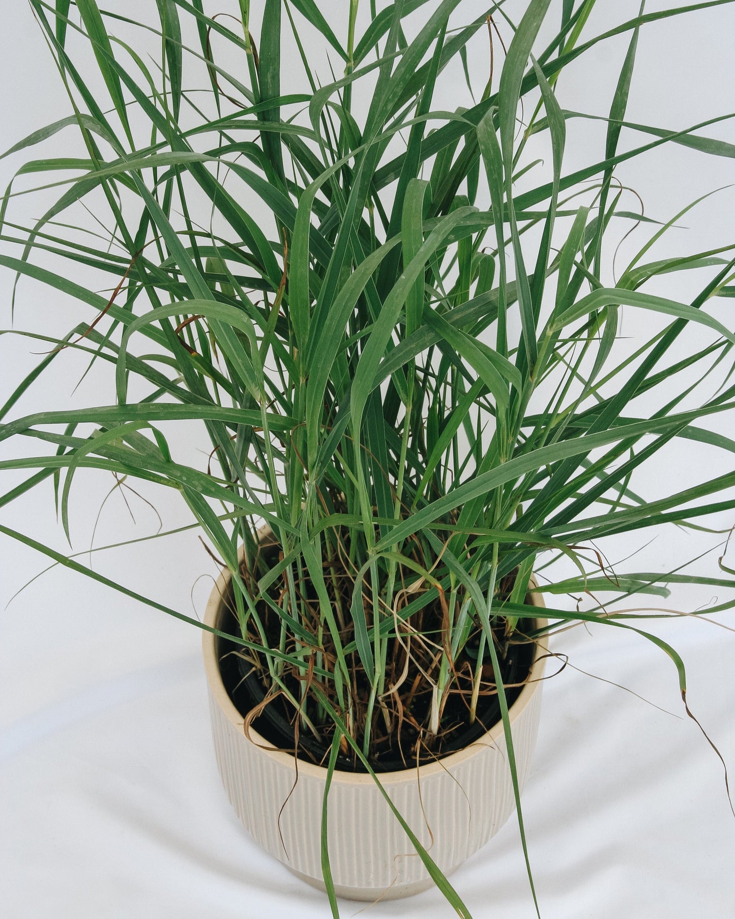 Heavy Metal Switchgrass