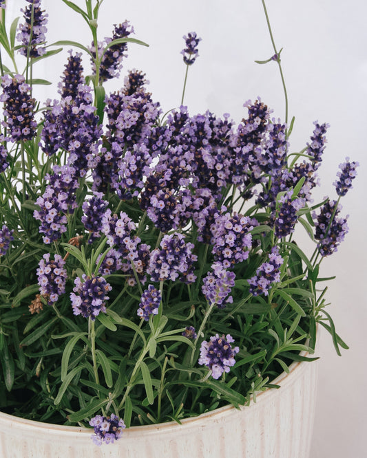 Hidcote Blue Lavender