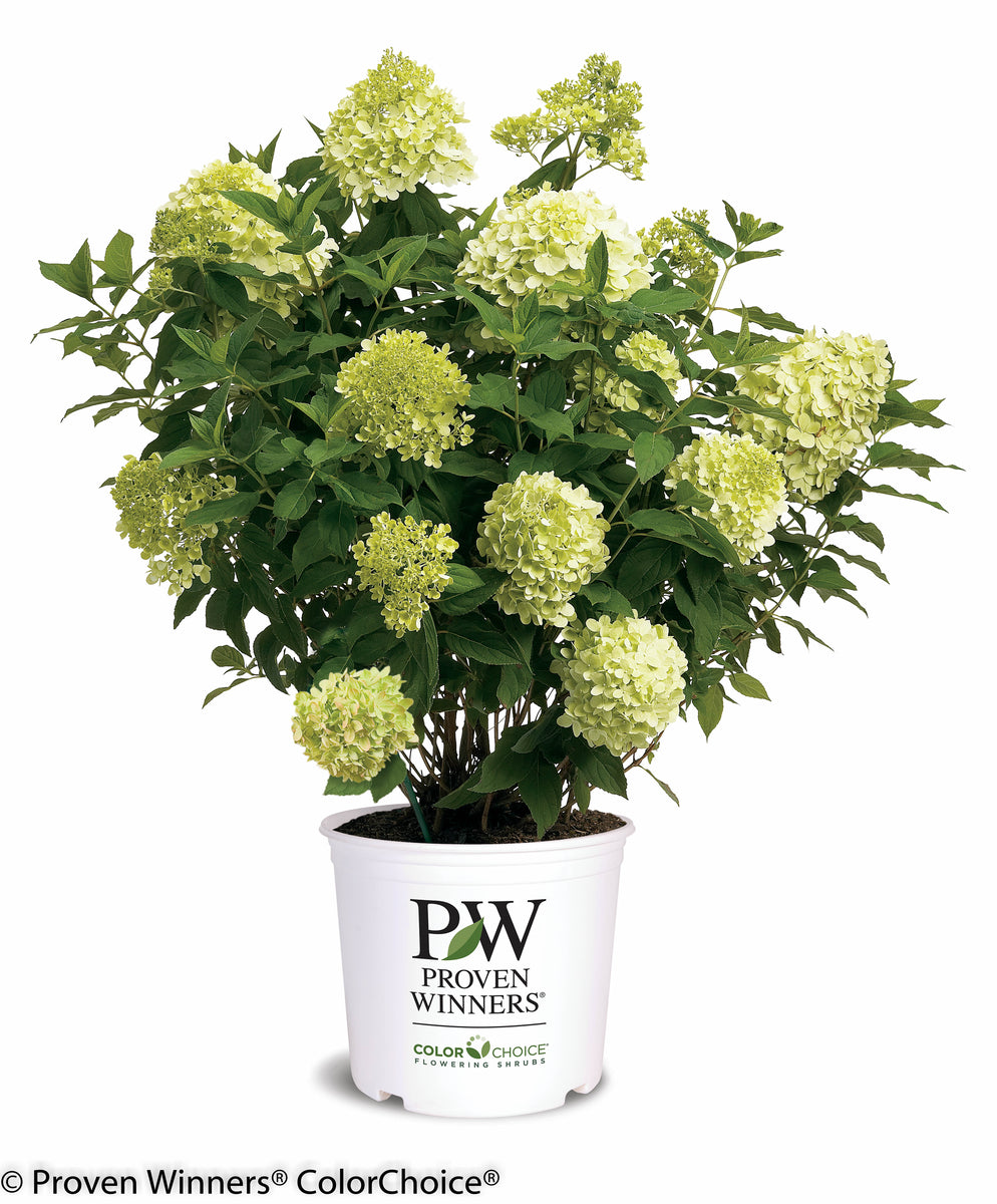 'Limelight'  Panicle Hydrangea