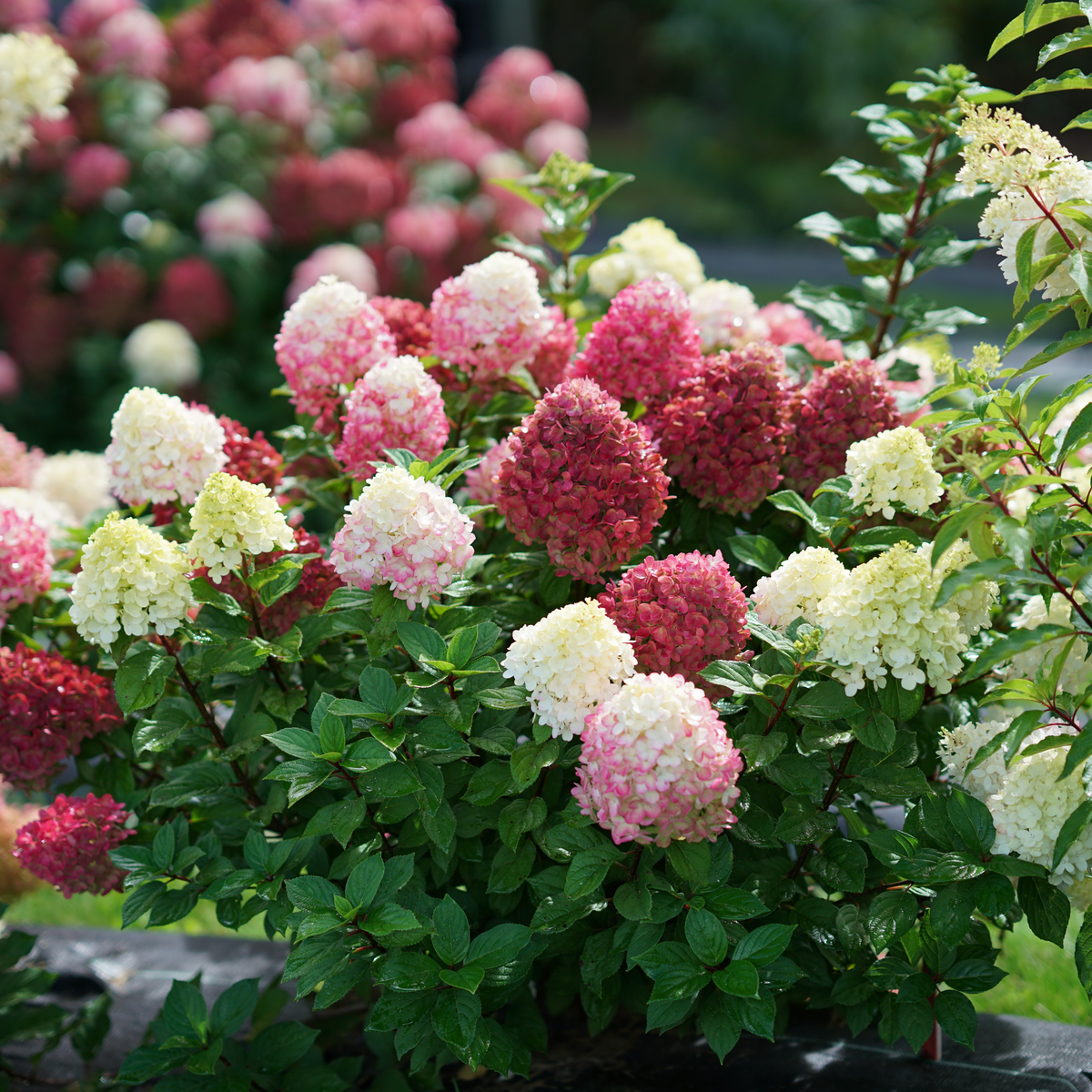 Shop Hydrangeas: – LandscapeDirect