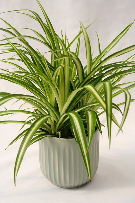 Spider Plant 5" Maria