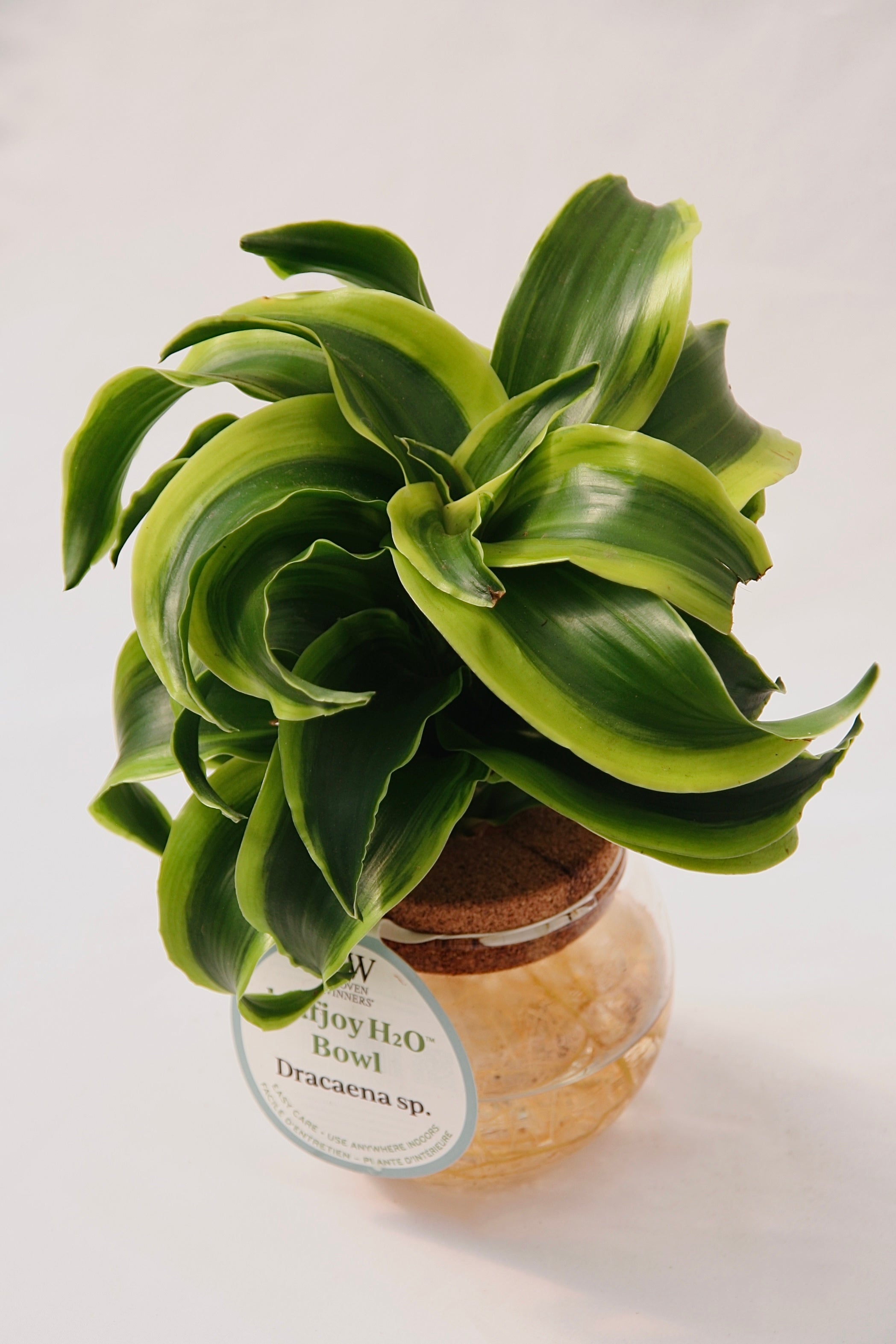 Bol Leafjoy H20 Dracaena Sp.