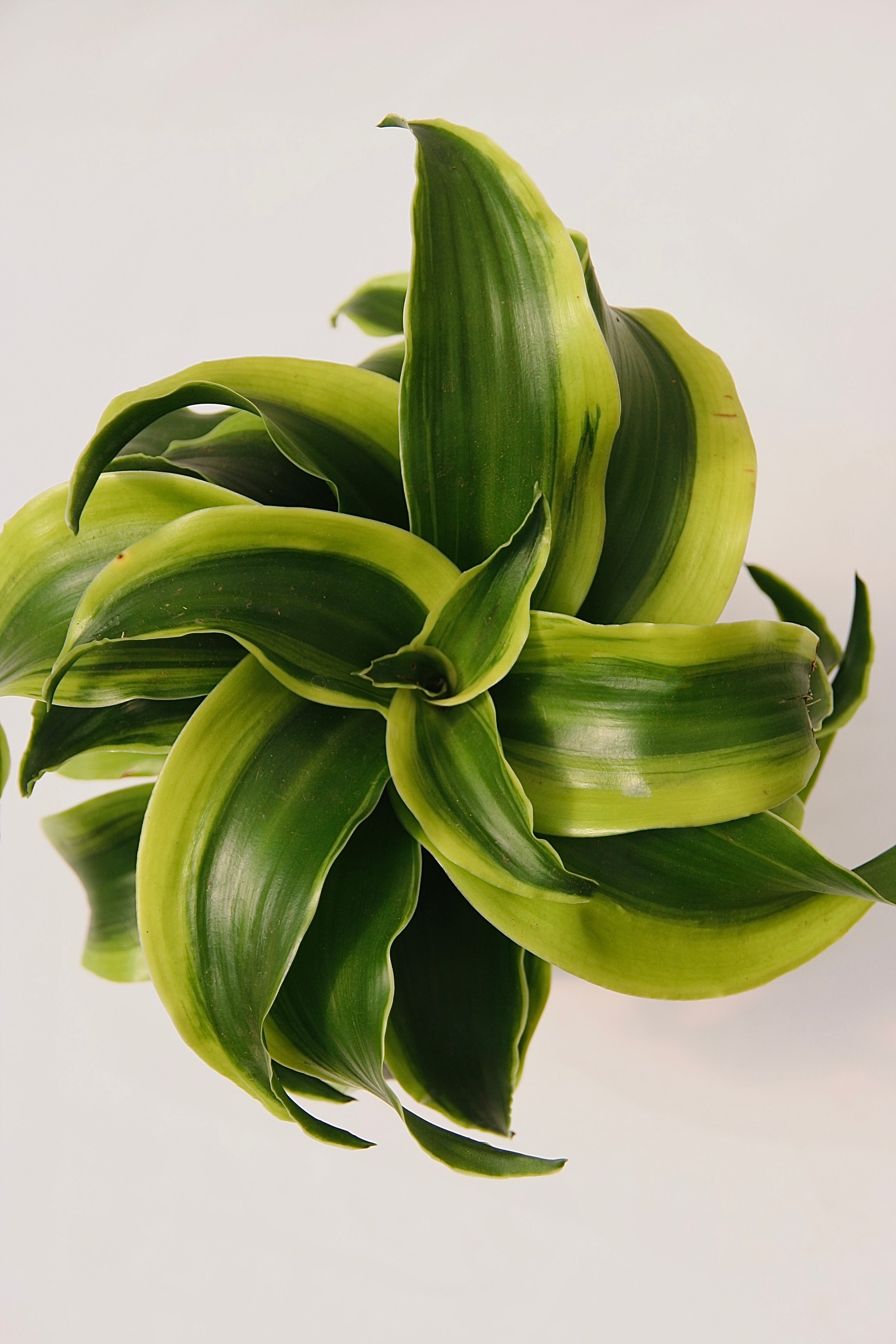 Bol Leafjoy H20 Dracaena Sp.