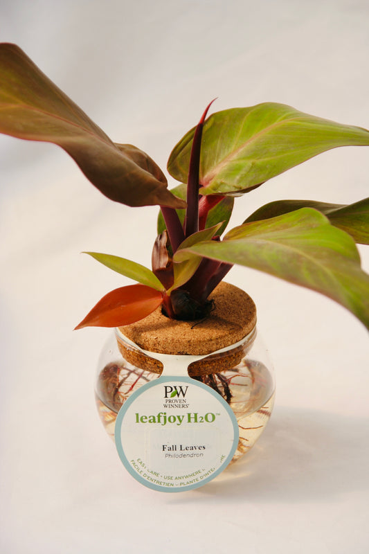 Feuilles d'automne Philodendron Leafjoy H20 Bowl