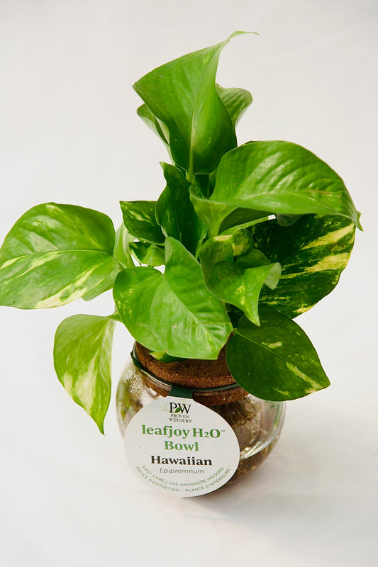 Leafjoy H20 Bol Pothos Hawaïen